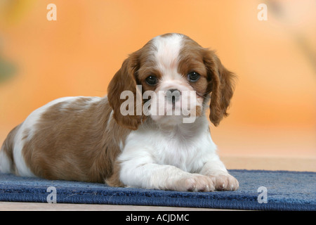 Cavalier-King-Charles-Spaniel Stockfoto