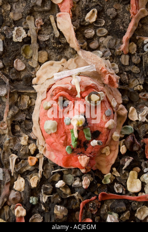 Kaugummi Gasse in Stadt von San Luis Obispo, California Stockfoto