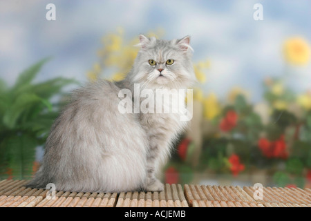 Perserkatze Stockfoto