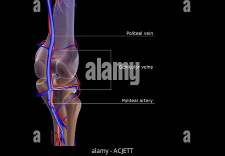 Das Blut-Versorgungsmaterial des Knies Stockfoto