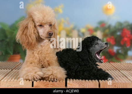 Zwergpudel Stockfoto