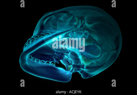 Das Gehirn Stockfoto