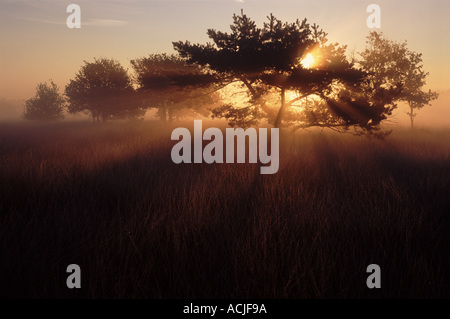 Kalmthoutse Heide bei Sonnenaufgang Kalmthout Belgien Europa Stockfoto