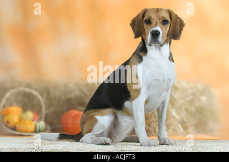 Beagle Stockfoto