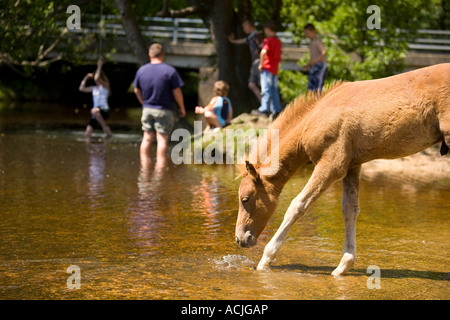 New Forest Pony Fohlen trinken aus den Highland Wasserstrahl Balmer Rasen Brockenhurst New Forest Stockfoto