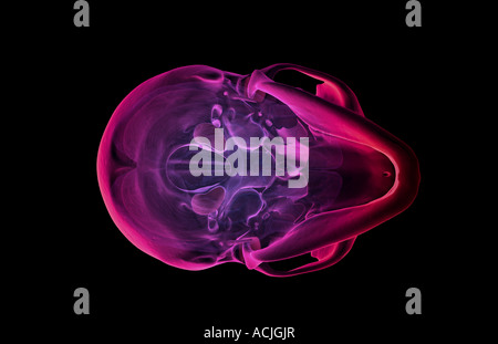 Das Gehirn Stockfoto