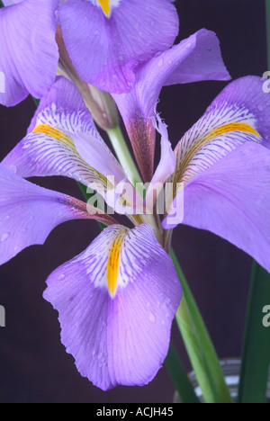 Die WinterIris unguicularis in der Blüte Stockfoto