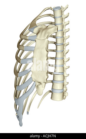 Das Brustbein Stockfoto