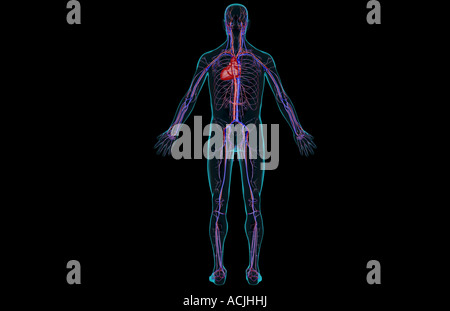 Das Gefäßsystem Stockfoto