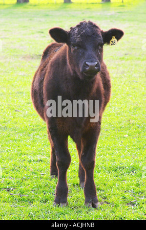 Ein junger Black Angus-Stier auf der grünen Wiese. Montevideo, Uruguay, Südamerika Stockfoto