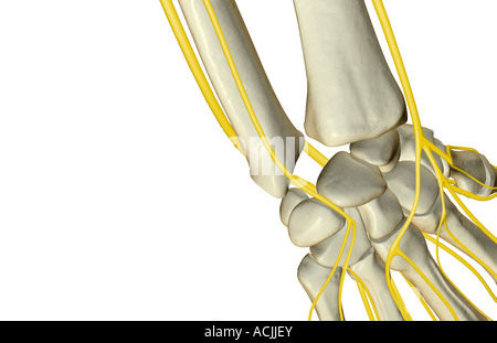 Die Nerven des Handgelenks Stockfoto