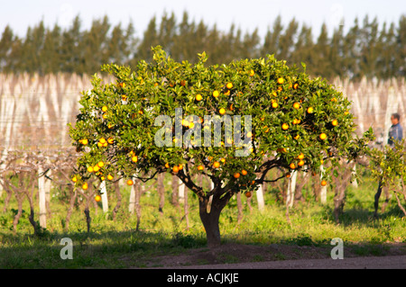 Ein Orangenbaum im Weinberg bei Sonnenuntergang. Bodega Vinedos y Filgueira Weingut, Cuchilla Verde, Canelones, Montevideo, Uruguay, Südamerika Stockfoto