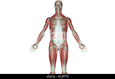 Die Musculoskeleton der oberen Extremität Stockfoto