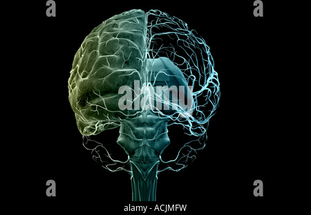 Die Arterien des Gehirns Stockfoto