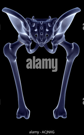 Die Knochen der unteren Extremität Stockfoto