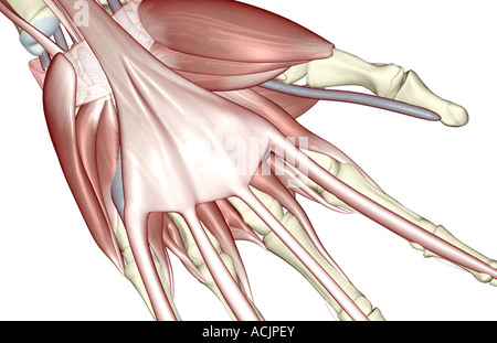 Die Muskeln der hand Stockfoto