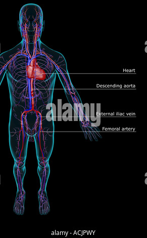 Das Gefäßsystem Stockfoto