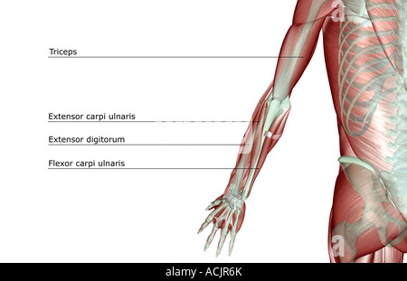 Die Musculoskeleton der oberen Extremität Stockfoto