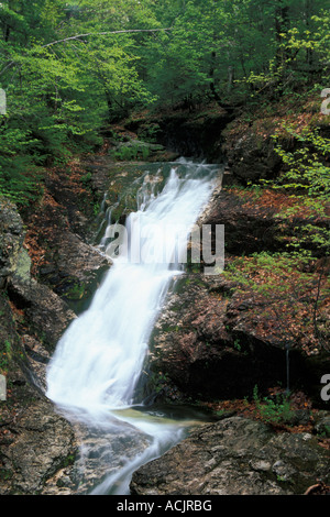 Bickford Folien, Karibu gesprenkelten Bergwildnis, White Mountain National Forest, Maine Stockfoto