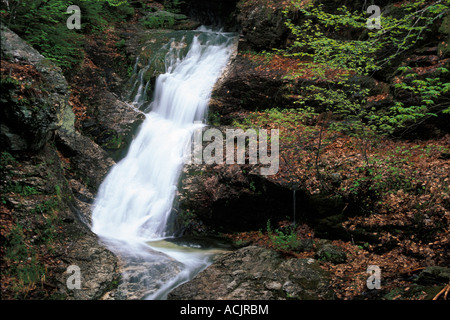 Bickford Folien, Karibu gesprenkelten Bergwildnis, White Mountain National Forest, Maine Stockfoto