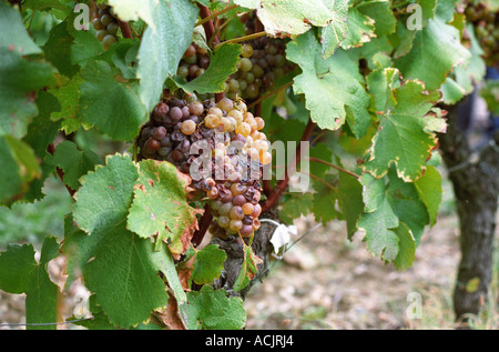 Semillon Trauben mit Edelfäule, aber wirklich mehr getrocknete (Passerille) als faul.  bei der Ernte Zeit Château d ' Yquem, Sauternes, Bordeaux, Aquitanien, Gironde, Frankreich, Europa Stockfoto