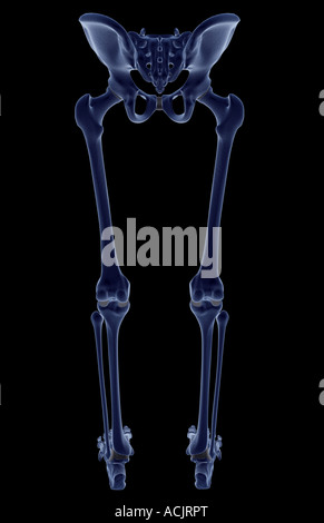 Die Knochen der unteren Körperhälfte Stockfoto