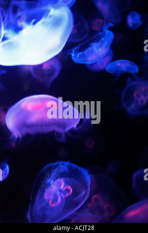 Mond-Qualle im Shedd Aquarium in Chicago IL. © Craig M. Eisenberg Stockfoto