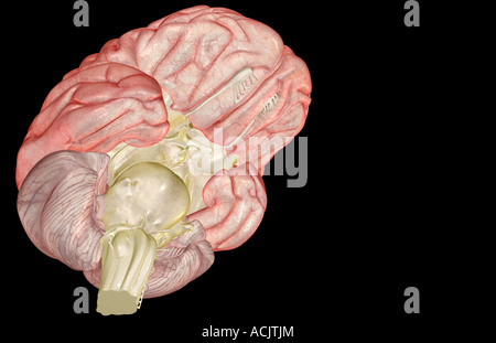 Das Gehirn Stockfoto