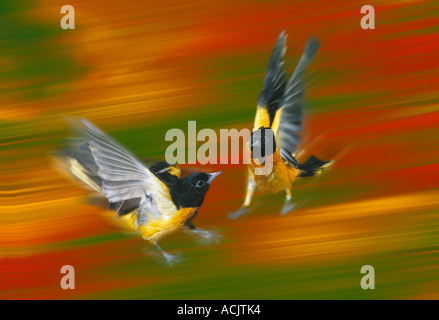 Zwei männliche Northern Orioles (Ikterus Galbula) in der Luft Flug Kampf um ihr Territorium zu verteidigen Stockfoto