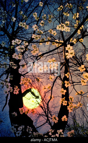 Rosa Melone Sonnenuntergang in der Abenddämmerung mit Hartriegel Baum Stockfoto