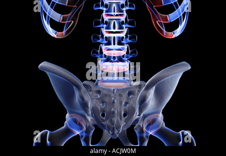 Die Knochen des unteren Rückens Stockfoto