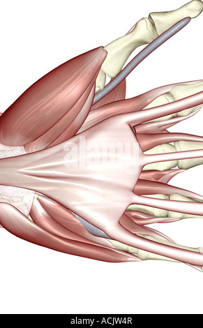 Die Muskeln der hand Stockfoto