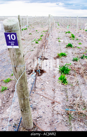 Blick auf den Weinberg, sandigen Boden und junge Reben, Tropfbewässerung. Bodega NQN Bodega Vinedos De La Patagonia, Neuquen, Patagonien, Argentinien, Südamerika Stockfoto