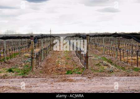Blick auf den Weinberg, sandigen Boden und junge Reben, Tropfbewässerung. mit Netzen verwendet, um zu schützen und schützen die Weinberge vor Vögel und Hagelschäden. Bodega NQN Bodega Vinedos De La Patagonia, Neuquen, Patagonien, Argentinien, Südamerika Stockfoto