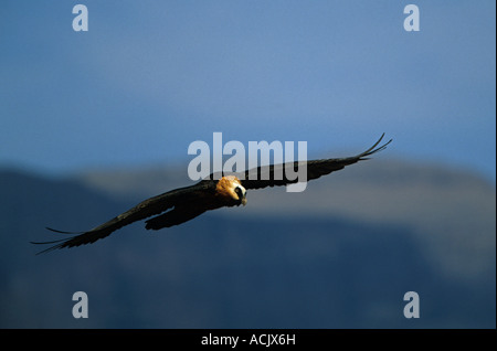 Bartgeier oder Bartgeier sollten Barbatus fliegen Südafrika Stockfoto