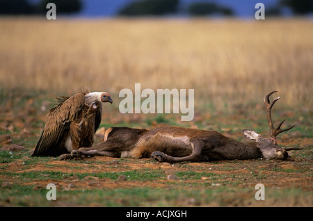 Griffon Vulture Gysp Fulvus Fütterung auf Rotwild Karkasse Spanien Stockfoto