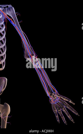 Das Blut-Versorgungsmaterial der oberen Extremität Stockfoto