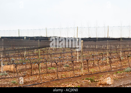 Reben ausgebildet in Kordon Royat und net Schutz vor Vögel und Hagel, Windjacke im Hintergrund, Bewässerung Rohre auf den Boden zu schützen, Bodega Del Fin Del Mundo – das Ende der Welt - Neuquen, Patagonien, Argentinien, Südamerika Stockfoto