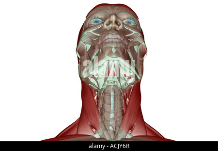 Die Musculoskeleton von Kopf und Hals Stockfoto