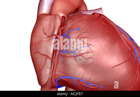 Die Herzkranzgefäße des Herzens Stockfoto