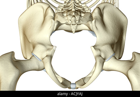 Anatomie Des Menschlichen Beckenknochen Stockfotografie - Alamy