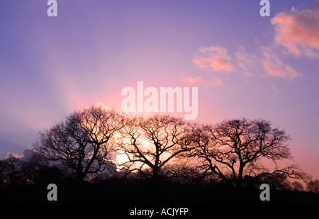 Englische Eichen gegen einen dramatischen Sonnenuntergang. New Forest Nationalpark. Hampshire. UK Stockfoto