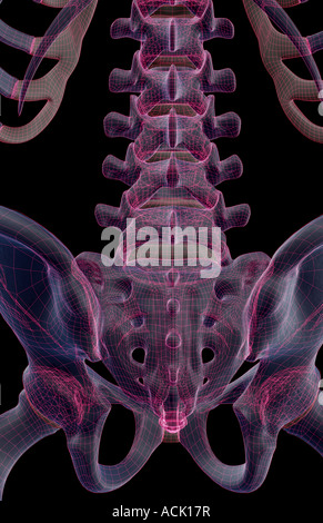 Die Knochen des unteren Rückens Stockfoto