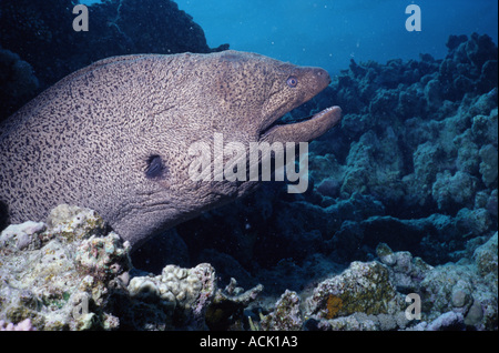 Gelb umrandet Muräne Gymnothorax Flavimarginatus Rotes Meer-Ägypten Stockfoto
