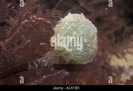 Eiern von grünen Blatt Wurm Eulalia Viridis Jersey Channel Isles UK L Insel Stockfoto