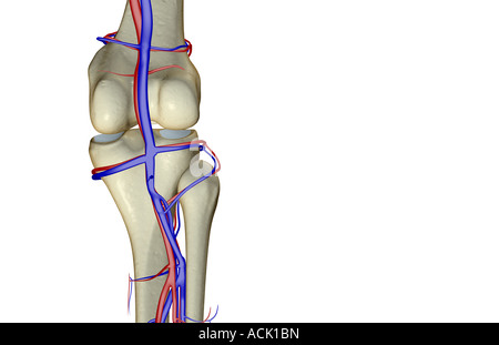 Das Blut-Versorgungsmaterial des Knies Stockfoto