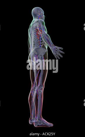 Das Gefäßsystem Stockfoto