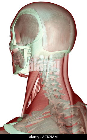 Die Musculoskeleton von Kopf und Hals Stockfoto