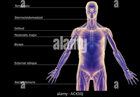 Die Muskeln des Oberkörpers Stockfoto