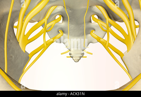 Die Nerven des Beckens Stockfoto